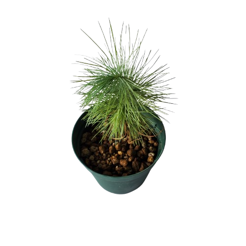 ピニョン松 Pinus maximartinezii 12cm鉢