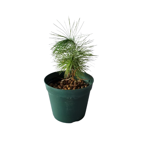 ピニョン松 Pinus maximartinezii 12cm鉢