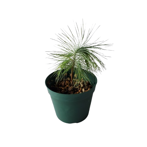 ピニョン松 Pinus maximartinezii 12cm鉢