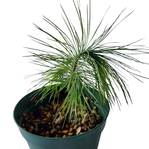 ピニョン松 Pinus maximartinezii 12cm鉢