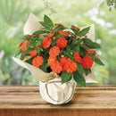 サンパチェンス