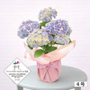 16.アジサイ万華鏡 4号