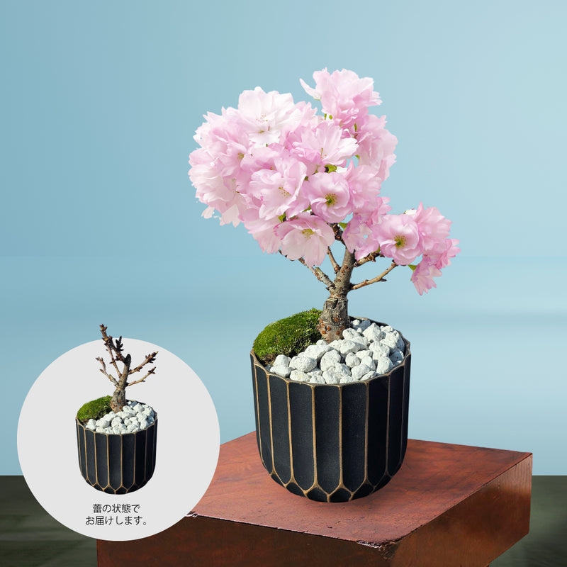 19.一才桜「旭山」