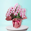 49.特選ミディコチョウラン「さくら姫」