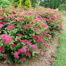 シモツケ  ダブルプレイ　ドゥージー