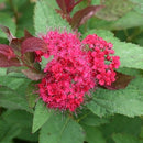 シモツケ  ダブルプレイ　ドゥージー