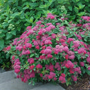 シモツケ  ダブルプレイ　ドゥージー