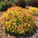 シモツケ  ダブルプレイ　キャンディコーン