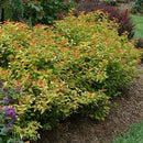 シモツケ  ダブルプレイ　キャンディコーン