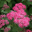 シモツケ  ダブルプレイ　ピンク