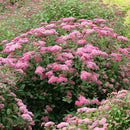 シモツケ  ダブルプレイ　ピンク