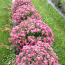 シモツケ  ダブルプレイ　ピンク