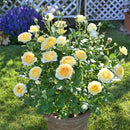 コート・ドール【デルバールローズ】  12月下旬～1月頃発送