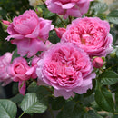 プリマヴィスタ【ロサオリエンティス】　 12月下旬～1月頃発送