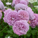 レヴリ【河本バラ園】 新苗