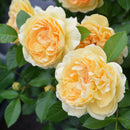 ディコン【ロサオリエンティス】  12月下旬～1月頃発送