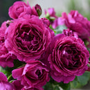 ル・タン・デ・スリーズ 【デルバールローズ】　 12月下旬～1月頃発送