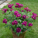 ル・タン・デ・スリーズ 【デルバールローズ】　 12月下旬～1月頃発送