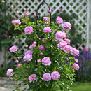 アレキサンドラ・ダビッド・ニール【デルバールローズ】   12月下旬～1月頃発送