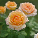 コート・ドール【デルバールローズ】  12月下旬～1月頃発送