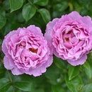 アレキサンドラ・ダビッド・ニール【デルバールローズ】   12月下旬～1月頃発送