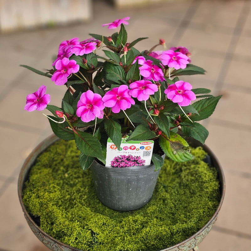 花苗 花苗