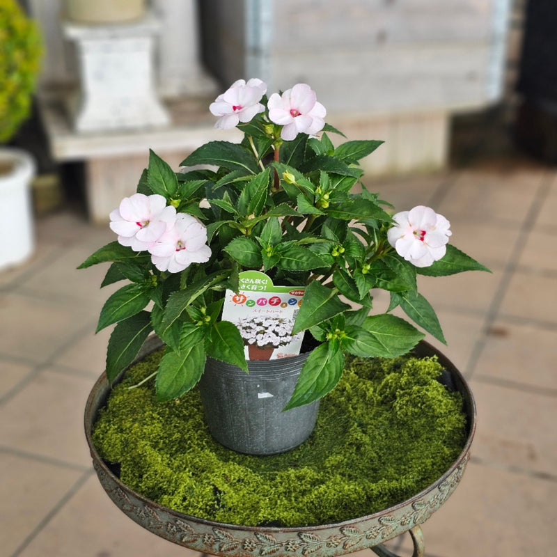 花苗