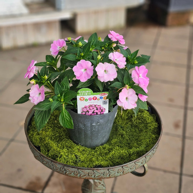 花苗