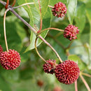 セファランサス  シュガージャック