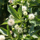 セファランサス  シュガージャック