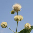 セファランサス  シュガージャック