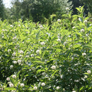 セファランサス  シュガージャック