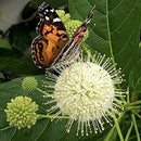 セファランサス  シュガージャック