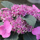 アジサイ  タフスタッフ　ダブルドリーム