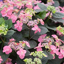 アジサイ  タフスタッフ　ダブルドリーム