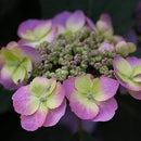 アジサイ  タフスタッフ　ダブルドリーム