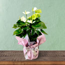 アンスリウム「ホワイト」