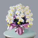 光触媒・造花コチョウラン（翠）