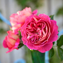 エスプリ・ドゥ・パリ【デルバールローズ】  12月下旬～1月頃発送