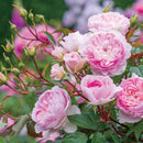 サイラス・マーナ―【イングリッシュローズ】  12月下旬～1月頃発送