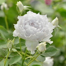 ガブリエル【河本バラ園】   12月下旬～1月頃発送