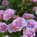 コリンクレイヴン  【ロサオリエンティス】　 12月下旬～1月頃発送