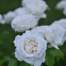 パブロワ【デルバールローズ】 新苗