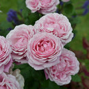 シャンテ・ロゼ・ミサト【デルバールローズ】　12月下旬～1月頃発送