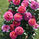 エスプリ・ドゥ・パリ【デルバールローズ】  12月下旬～1月頃発送