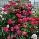 ギー・サヴォア【デルバールローズ】　12月下旬～1月頃発送