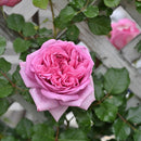 ローズ・ポンパドゥール【デルバールローズ】  12月下旬～1月頃発送