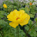 ラナンキュラスラックス　【アルテミス】 1月上旬より順次発送