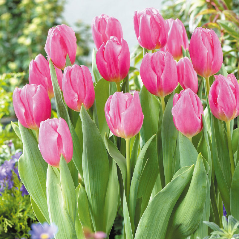 チューリップ　球根　８色/Tulipa