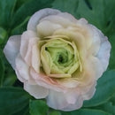 ラナンキュラスラックス　【アリアドネ】 1月上旬より順次発送